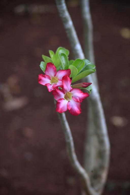 Santa Elena The Flycatcher Inn Retreat Hotel מראה חיצוני תמונה